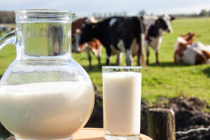 Süt Üretimi Yapan Firmalar ISO 22000 Sertifikası Neden Almalıdır